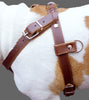Genuine Brown Leather Dog Pulling Walking Harness Large. 30"-34" Chest 1" Wide Straps, Padded