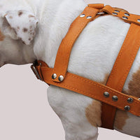 Orange Genuine Leather Dog Pulling Harness 33"-37" Chest Size 1.5" Wide Straps Cane Corso Rottweiler