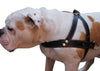 Genuine Black Leather Dog Pulling Walking Harness XLarge. 35"-39.5" Chest, 1.5" Wide Straps