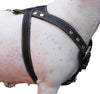 Black Genuine Leather Dog Harness, Medium. 25.5"-29" Chest, 1" Wide Adjustable Straps