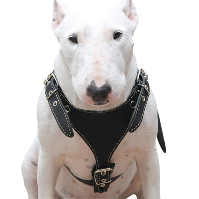 Black Genuine Leather Dog Harness, Medium. 25