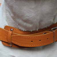 Orange Genuine Leather Dog Pulling Harness 33"-37" Chest Size 1.5" Wide Straps Cane Corso Rottweiler
