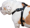 Genuine Black Leather Dog Pulling Walking Harness Large. 30"-34" Chest 1" Wide Straps, Padded