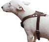 Brown Genuine Leather Dog Harness, Medium. 25.5"-29" Chest size, 1" Wide Amstaff