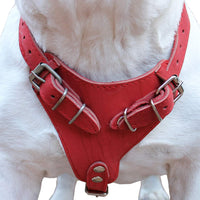 Genuine Leather Dog Harness, 33"-41" Chest, 1" Wide Straps Doberman, Great Dane