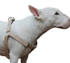 Cotton Web Adjustable Dog Step-in Harness 4 Sizes Beige