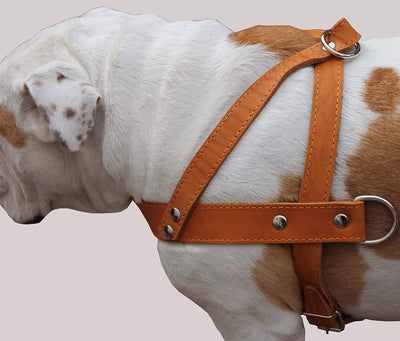 Tan Leather Dog Pulling Walking Harness Large. 31