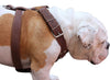 Brown Genuine Leather Dog Harness, Xlarge. 33"-37" Chest, 1.5" Wide Straps