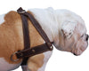 Genuine Brown Leather Dog Pulling Walking Harness Medium to Large. 25.5"-31" Chest, 1.5" Straps