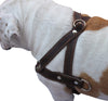 Genuine Brown Leather Dog Pulling Walking Harness Medium to Large. 25.5"-31" Chest, 1.5" Straps