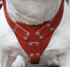 Red Genuine Leather Dog Harness, Large to Xlarge 33"-37" Chest, 1.5" Wide Straps Rottweiler Mastiff