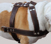 Brown Genuine Leather Dog Pulling Harness 33"-37" Chest Size 1.5" Wide Straps, Cane Corso Mastiff