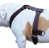 Genuine Leather Dog Harness X-Large 33"-40" Chest, 1.3" Wide Adjustable Straps