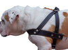Genuine Black Leather Dog Pulling Walking Harness XLarge. 35"-39.5" Chest, 1.5" Wide Straps