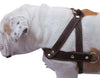 Genuine Brown Leather Dog Pulling Walking Harness Medium to Large. 25.5"-31" Chest, 1.5" Straps