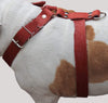 Red Genuine Leather Dog Harness, Large to Xlarge 33"-37" Chest, 1.5" Wide Straps Rottweiler Mastiff