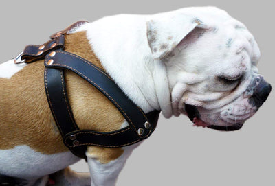 Black Leather Dog Harness, Large. 28