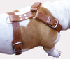 Brown Genuine Leather Dog Harness. 28"-34" Chest, 1.5" Wide Straps, Rottweiler, Pitbull, Boxer