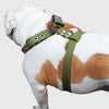 Cotton Web Dog Harness Large. Fits Girth 31"-36". 1.5" Wide Straps, Rottweiler, Doberman, Cane Corso