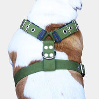 Cotton Web Dog Harness Large. Fits Girth 31"-36". 1.5" Wide Straps, Rottweiler, Doberman, Cane Corso