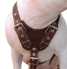 Brown Genuine Leather Dog Harness, Medium. 25.5"-29" Chest size, 1" Wide Amstaff