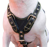 Black Genuine Leather Dog Harness, Medium. 25.5"-29" Chest, 1" Wide Adjustable Straps