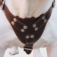 Brown Genuine Leather Dog Harness Large. 30"-35" Chest, 1.5" Wide Straps Pitbull, Boxer, Rottweiler