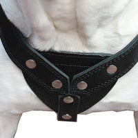 Genuine Black Leather Dog Pulling Walking Harness XLarge 33"-37" Chest 1.5" Wide Straps, Padded