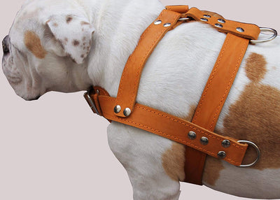 Orange Genuine Leather Dog Pulling Harness 33