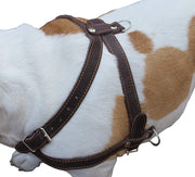 Leather Dog Pulling Walking Harness . 33"-37" Chest, 1" Wide Straps. Pitt Bull, Rottweiler