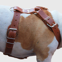 Brown Genuine Leather Dog Harness. 28"-34" Chest, 1.5" Wide Straps, Rottweiler, Pitbull, Boxer