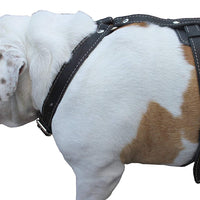 Genuine Leather Dog Harness, 29"-37" Chest, 1" Wide Straps. German Shepherd, Pitt Bull, Doberman