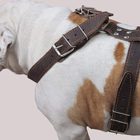 Brown Genuine Leather Dog Harness, Large. 35"-40" Chest, 1.5" Wide Straps Mastiff Great Dane