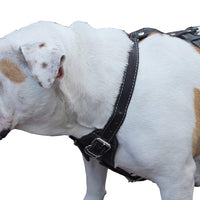 Genuine Leather Dog Harness, 29"-37" Chest, 1" Wide Straps. German Shepherd, Pitt Bull, Doberman