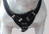 Black Genuine Leather Dog Harness Large. 30-35 Chest, 1.5 Wide Straps Pitbull, Boxer