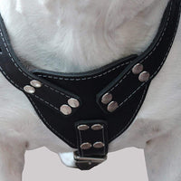 Black Genuine Leather Dog Harness Large. 30-35 Chest, 1.5 Wide Straps Pitbull, Boxer