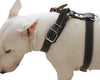 Genuine Leather Dog Harness, 25"-30" Chest, 1" Wide Adjustable Straps for Medium and Large Dogs