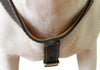 Genuine Leather Dog Harness, 25"-30" Chest, 1" Wide Adjustable Straps for Medium and Large Dogs