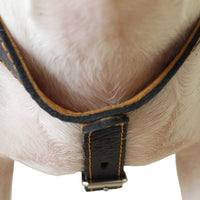 Genuine Leather Dog Harness, 25"-30" Chest, 1" Wide Adjustable Straps for Medium and Large Dogs
