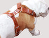 Genuine Leather Dog Harness. 31"-37" Chest, 1.5" Wide Straps, Rottweiler, Pitbull, Cane Corso