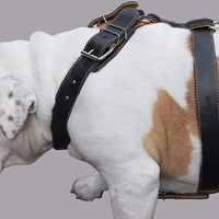 Black Genuine Leather Dog Harness. 28"-34" Chest, 1.5" Wide Straps, Rottweiler, Bulldog