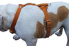 Genuine Leather Dog Harness, 29"-37" Chest, 1" Wide Straps, Doberman, Pitbull, Bullterrier
