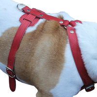 Genuine Leather Dog Harness, 37"-45" Chest, 1" Wide Straps. XXLarge. Newfoundland, Great Dane