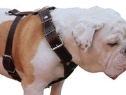 Brown Genuine Leather Dog Harness Large. 30"-35" Chest, 1.5" Wide Straps Pitbull, Boxer, Rottweiler