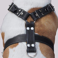 Black Genuine Leather Dog Harness, Large to XLarge. 35"-39" Chest, 1.5" Wide Straps