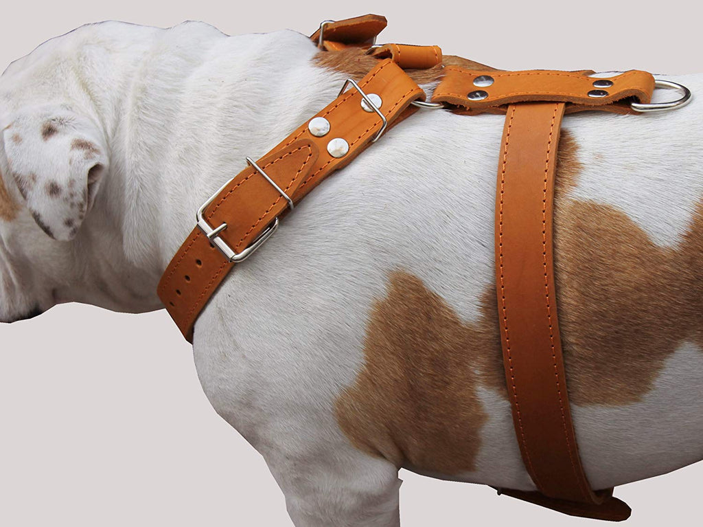 Tan Genuine Leather Dog Harness 30"-35" chest. Will fit for Large Breeds.