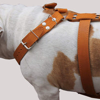Orange Genuine Leather Dog Harness, Large to Xlarge. 33"-37" Chest, 1.5" Wide Straps, Mastiff.