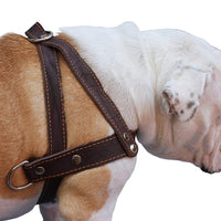 Genuine Brown Leather Dog Pulling Walking Harness Medium to Large. 25.5"-31" Chest, 1.5" Straps
