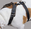 Genuine Leather Dog Harness. 31"-37" Chest, 1.5" Wide Straps, Rottweiler, Cane Corso, Mastiff