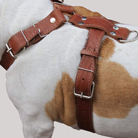 Brown Genuine Leather Dog Harness, Large to XLarge. 35"-39" Chest, 1.5" Wide Straps